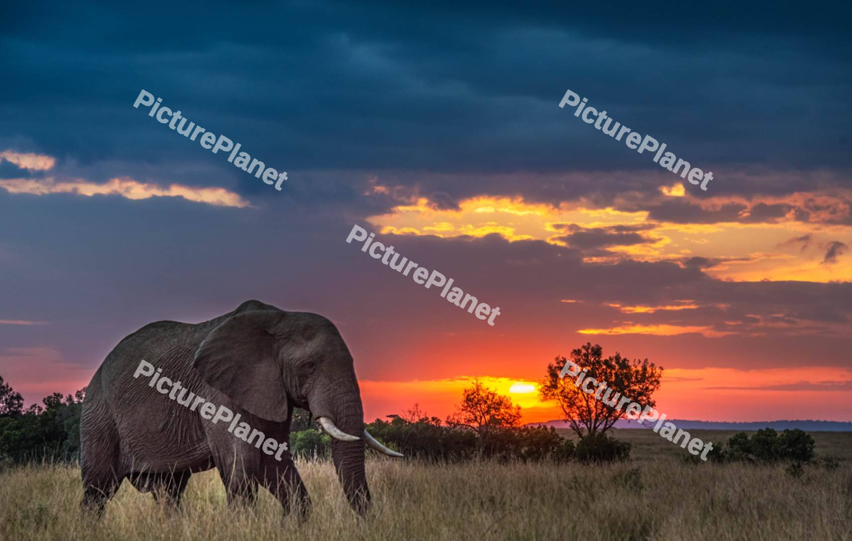 Elephant walking with a sunset